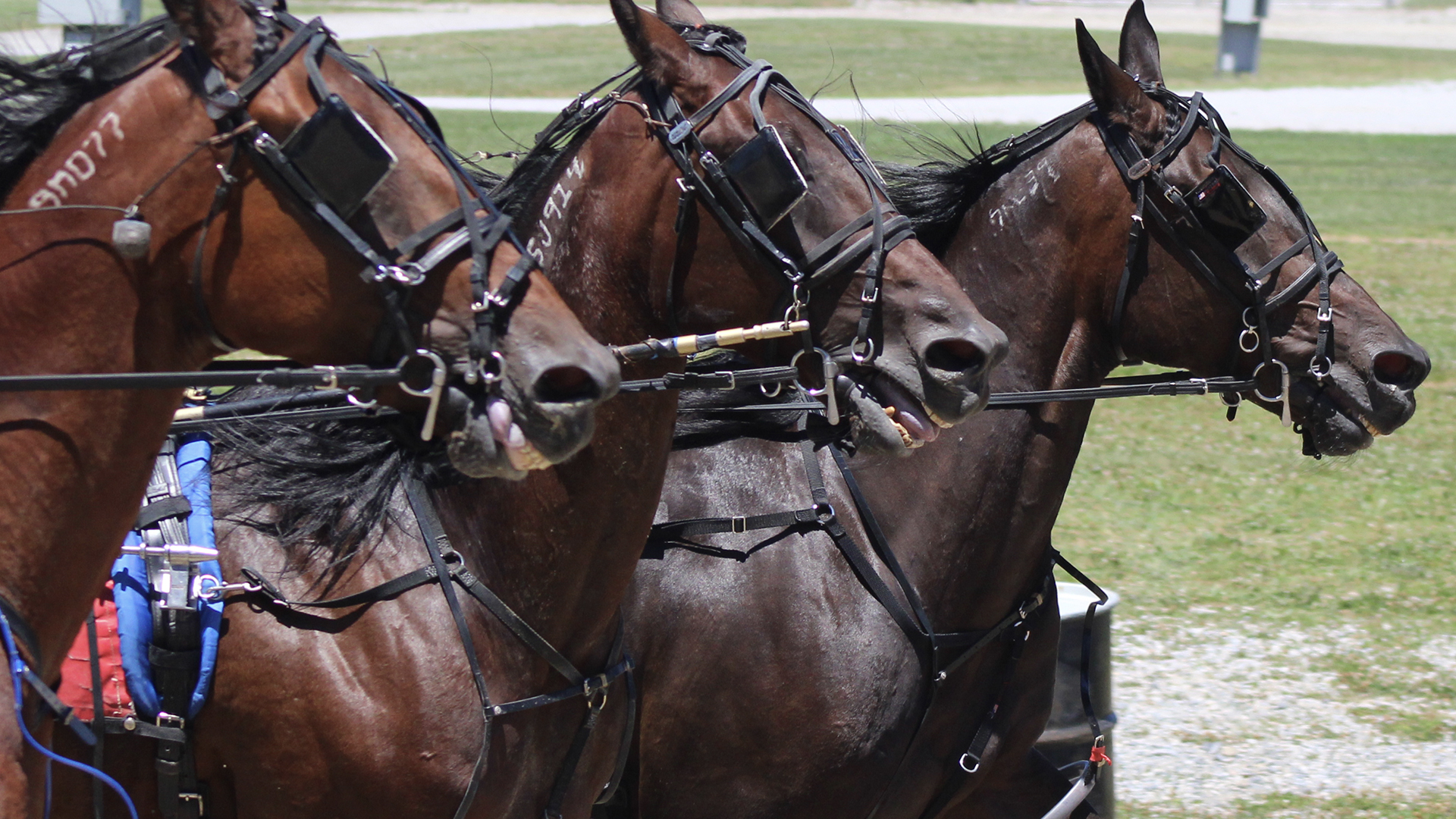 about-the-pennsylvania-horse-racing-association-phra