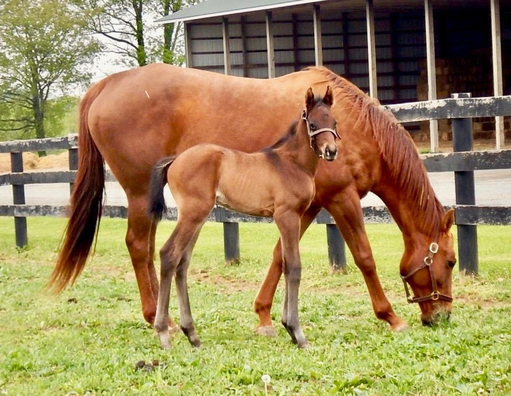 Timing is Everything During Foaling Season — The Pennsylvania Horse