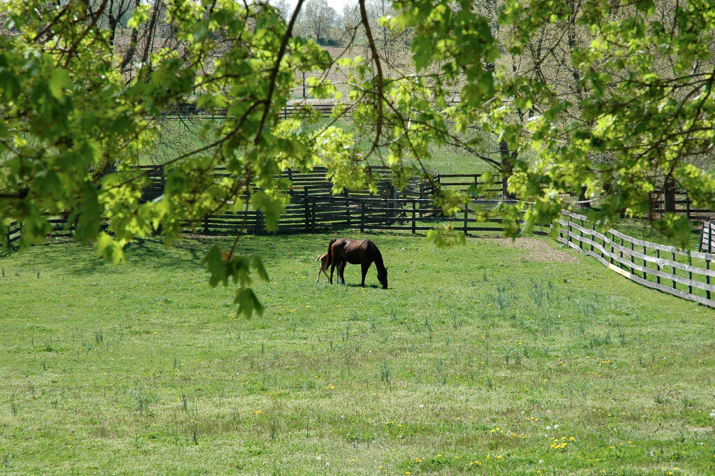 The New Bolton Center - Part 1 — The Pennsylvania Horse Racing Association