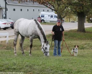 Safe Haven Equine Rescue Healers Healing Horses The - 