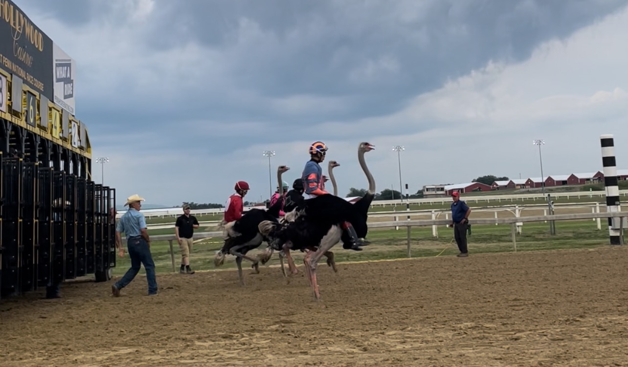 Penn National hosts ostrich and camel races — The Pennsylvania Horse