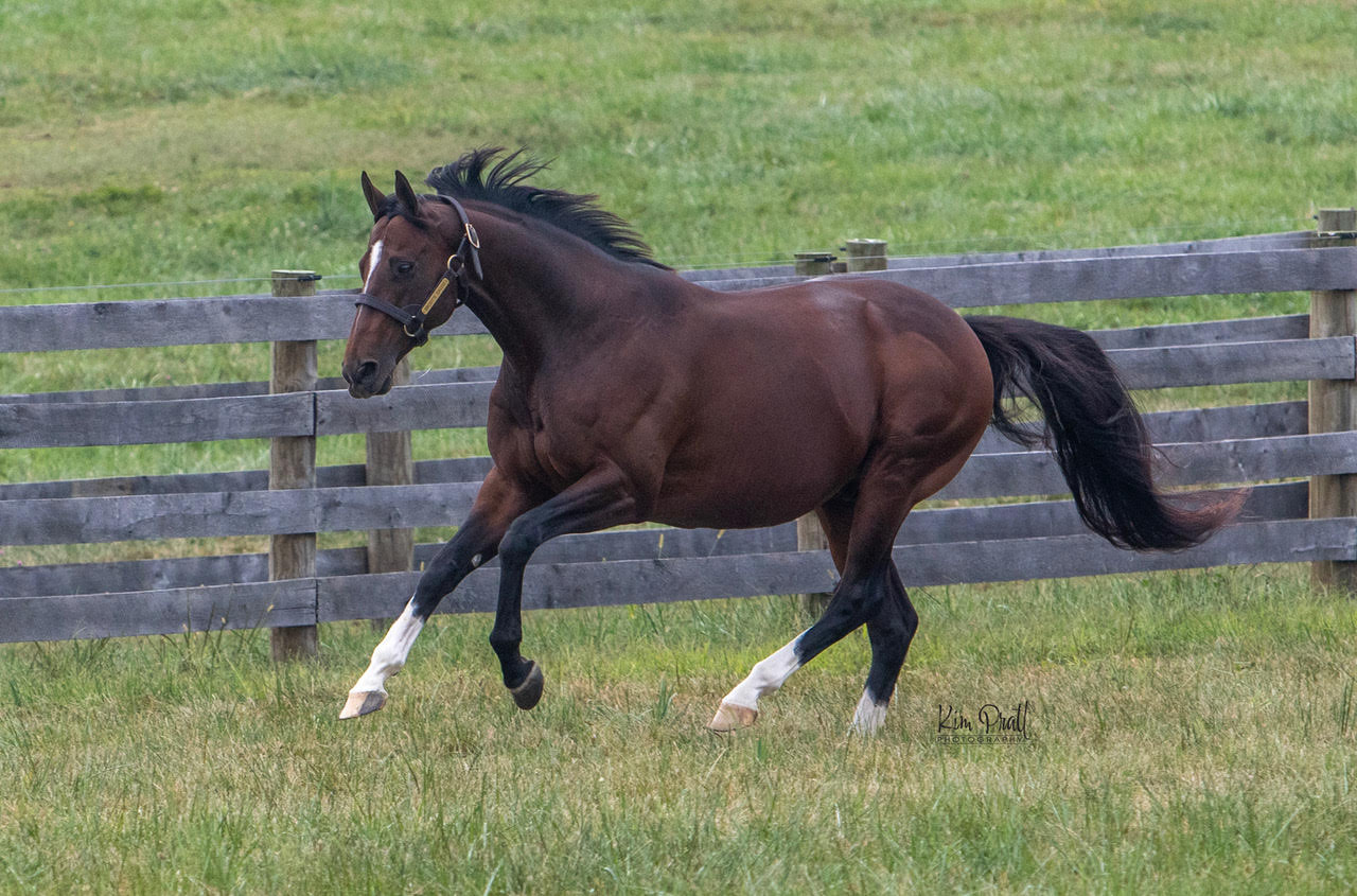 Promising New Stallion Stands At Equistar — The Pennsylvania Horse 