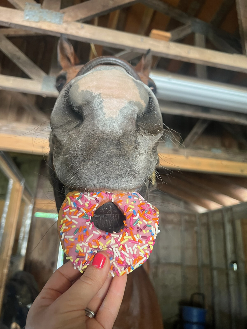 Race Horses Love Treats and Toys Too — The Pennsylvania Horse Racing
