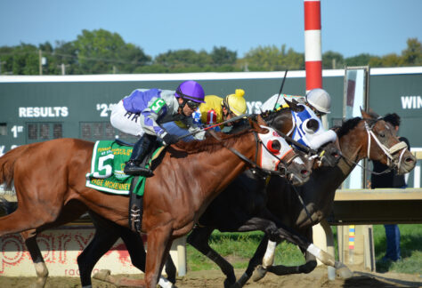 Thoroughbred racehorses at Parx Racing’s Day at the Races.