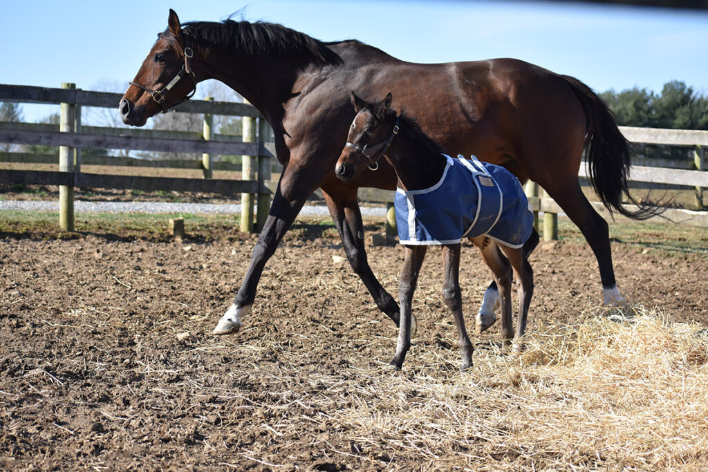 A Thoroughbred colt prances with his mom at Walnut Green Farm in Kennett Square, PA. 