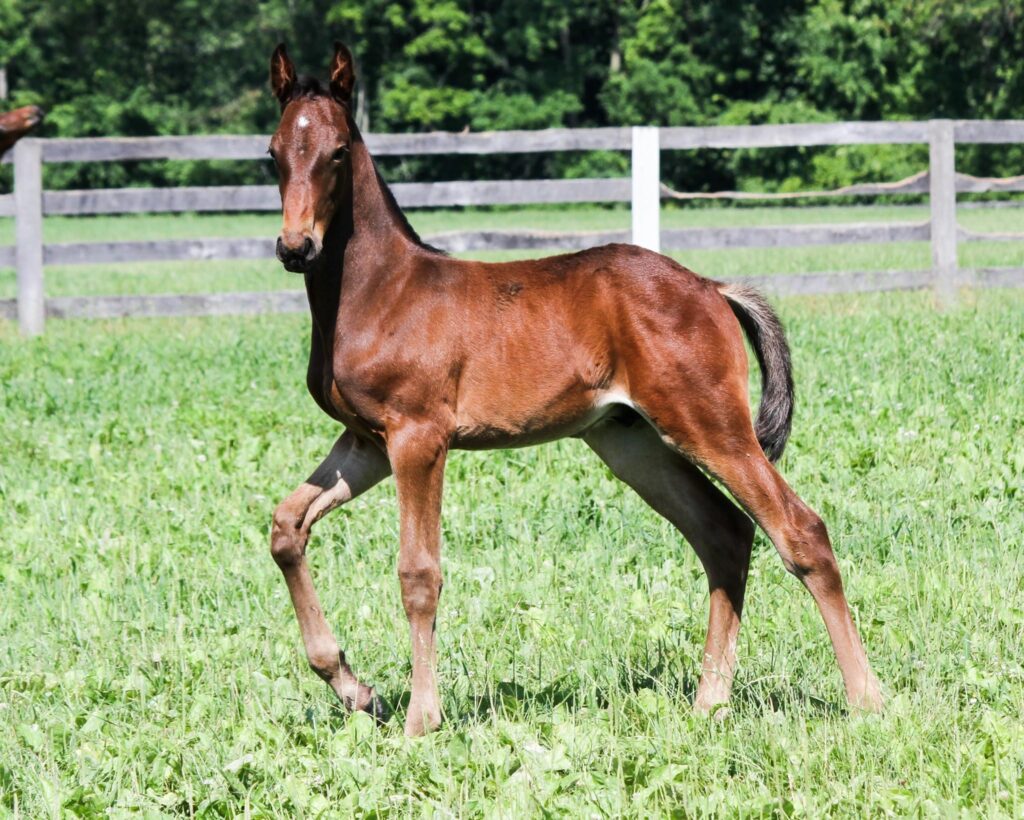 A Standardbred foal showing off for the camera at Hanover Shoe Farms. Photo courtesy of Hanover Shoe Farms.